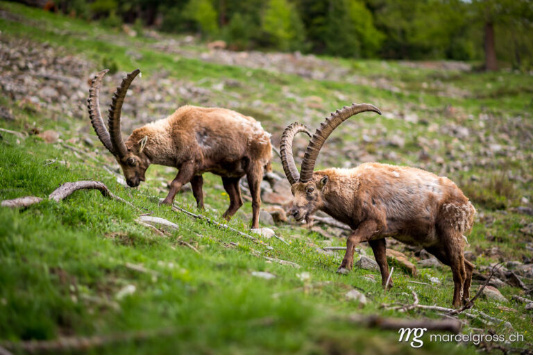 Capricorn pictures. grazing male alpine ibex in the Engadin. Marcel Gross Photography