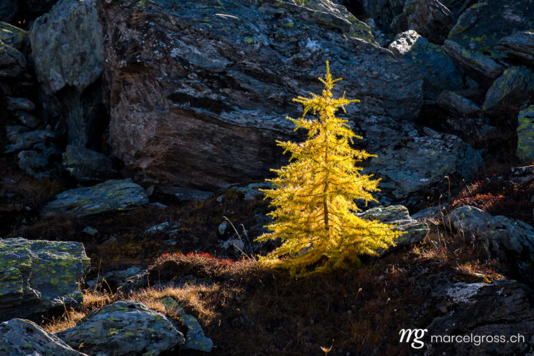 Autumn picture Switzerland. yellow larch in autumn in Val Fex. Marcel Gross Photography