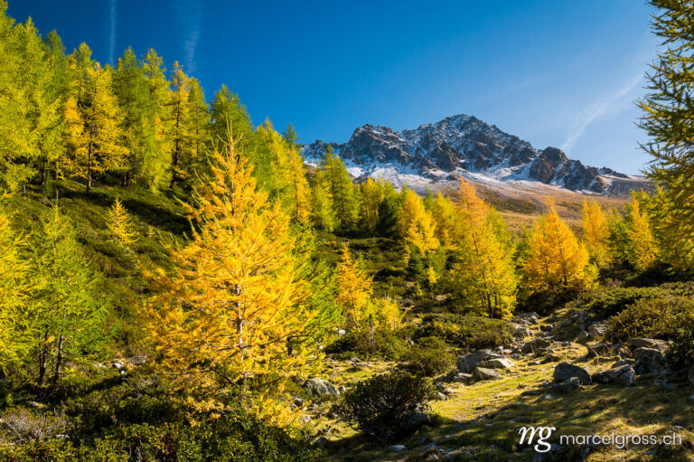 . yellow larches in Val Zeznina with Piz Macun. Marcel Gross Photography
