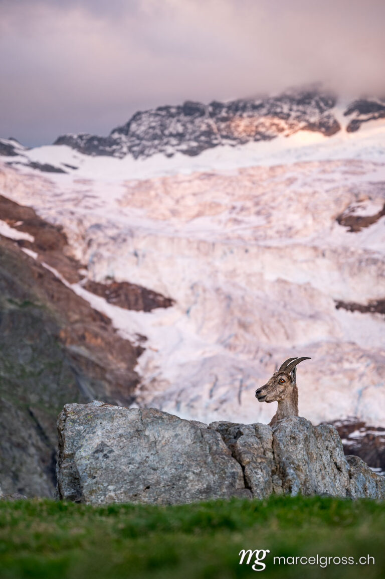 ibex in front of glacier at sunset in the bernese alps. Taken by Marcel Gross Photography