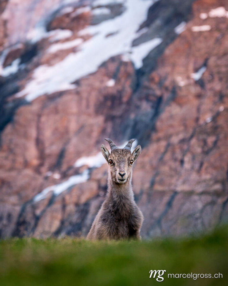 Capricorn pictures. curiouse young ibex in the bernese alps. Marcel Gross Photography