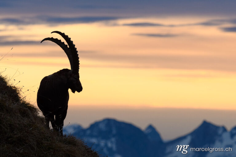 Steinbock Bilder. silhouette of a impressive male ibex (Capra ibex) in the Bernese alps. Marcel Gross Photography