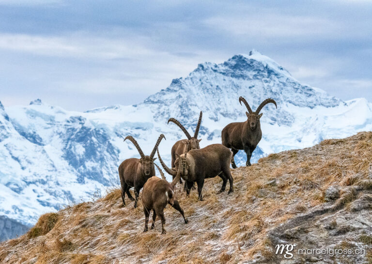 Capricorn pictures. group of male ibex (young male ibex (Capra ibex) in front of Jungfrau in the Bernese Alps. Marcel Gross Photography