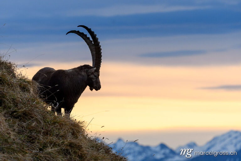 Steinbock Bilder. silhouette of an impressive male ibex in the Bernese Alps at sunrise. Marcel Gross Photography