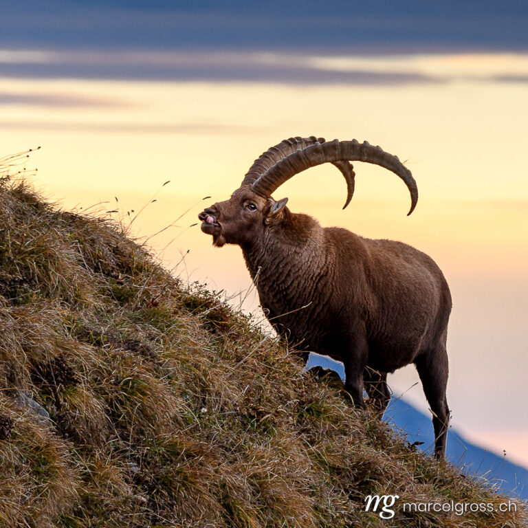 Steinbock Bilder. funny impressive male ibex on a ridge in the Bernese Alps at sunrise. Marcel Gross Photography