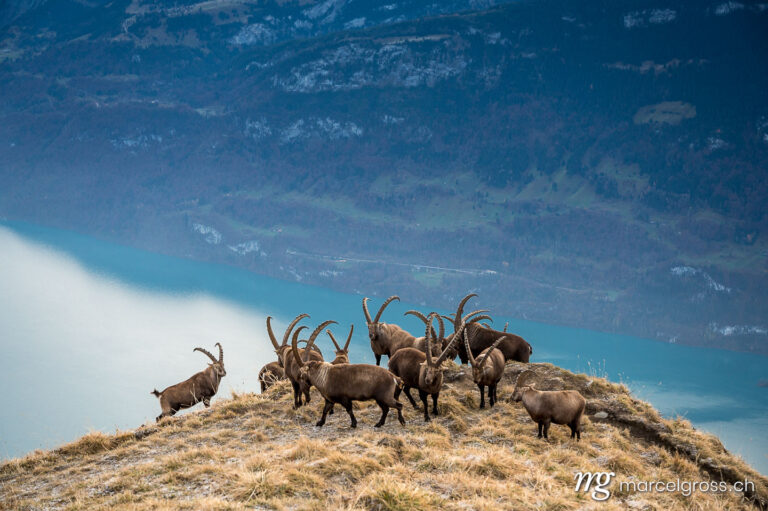 Steinbock Bilder. herd of ibex on a ridge high over Lake Brienz. Marcel Gross Photography