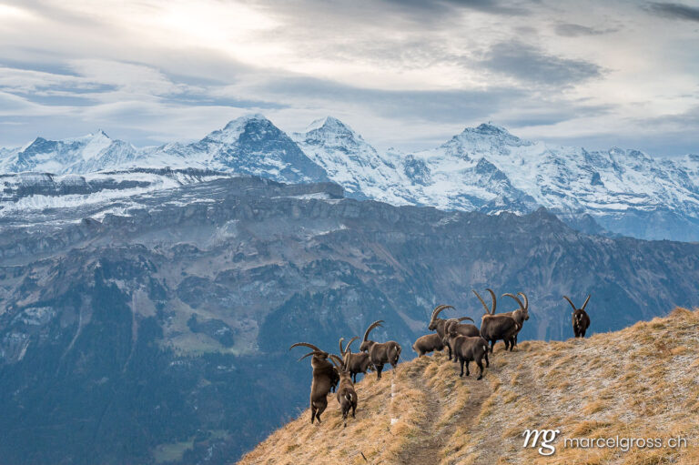 Steinbock Bilder. herd of ibex on a ridge in the Bernese Alps with Eiger Mönch and Jungfrau. Marcel Gross Photography