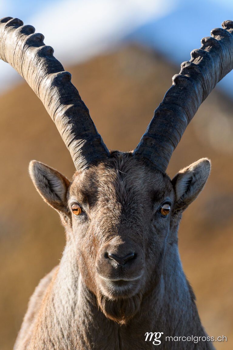 portrait of an impressive male ibex in morning light. Taken by Marcel Gross Photography
