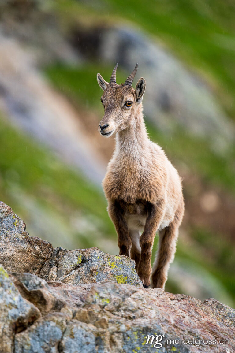 Capricorn pictures. a curious ibex fawn standing on a rock in the bernese alps. Marcel Gross Photography