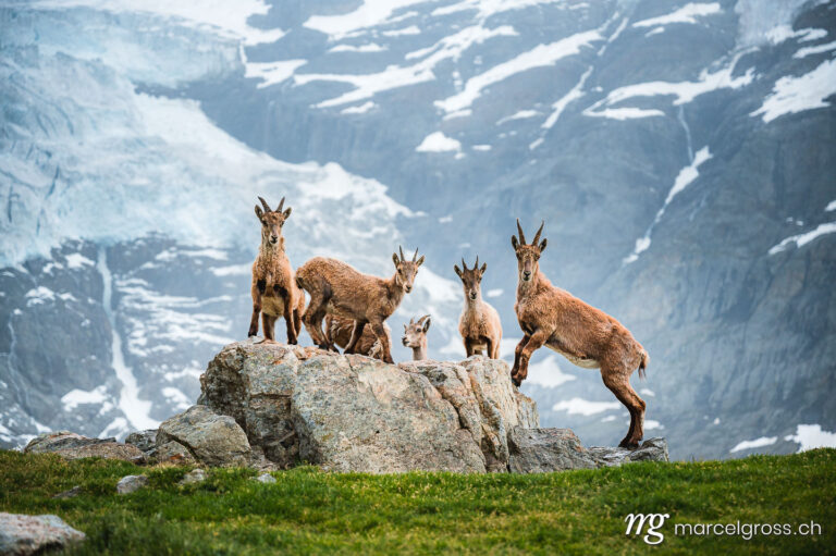 Steinbock Bilder. group of alpine ibex in front of a glacier, Grindelwald. Marcel Gross Photography