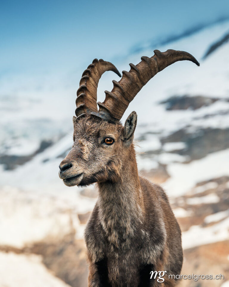 group of alpine ibex in front of a glacier, Grindelwald. Taken by Marcel Gross Photography