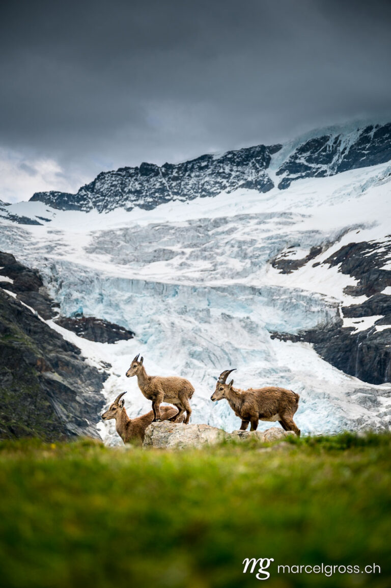 Capricorn pictures. Ibex in front of a glacier in the Bernese Alps. Marcel Gross Photography