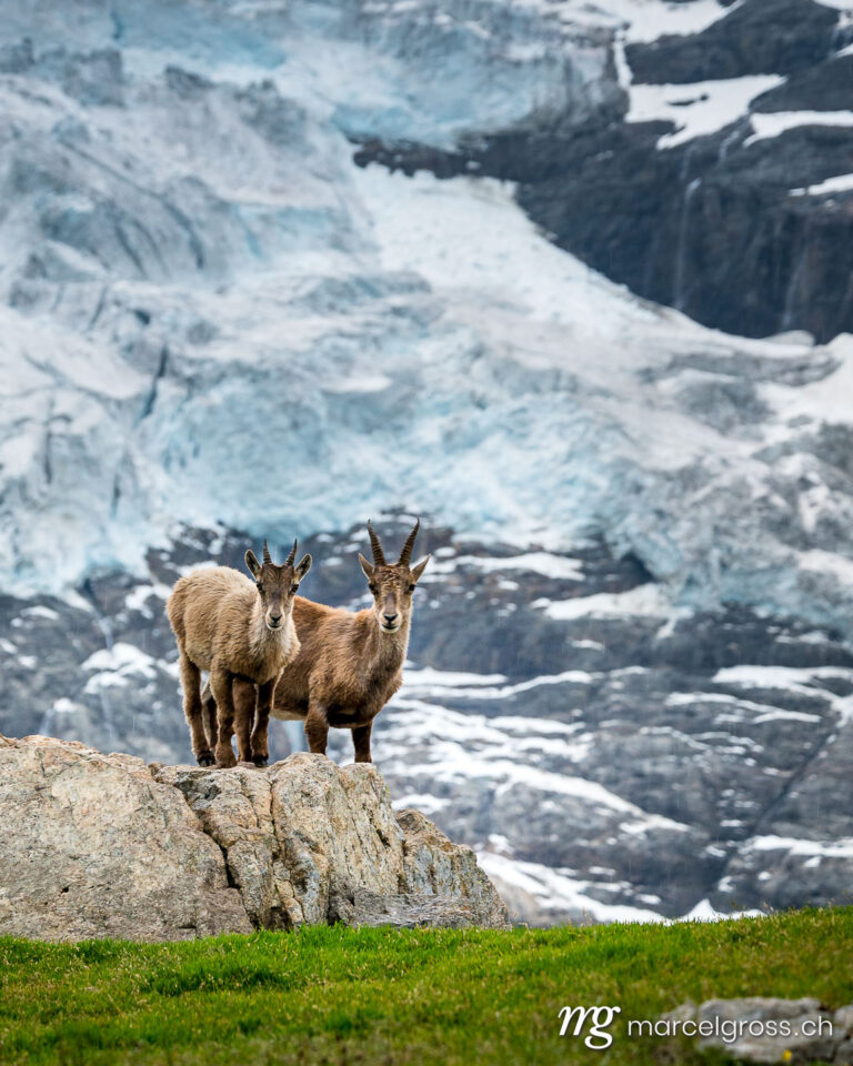 Steinbock Bilder. ibex in front of a glacier in the bernese alps. Marcel Gross Photography