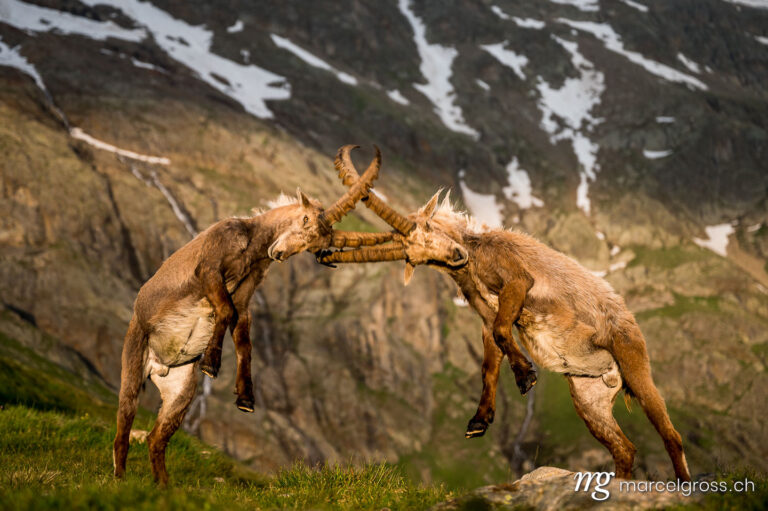 Steinbock Bilder. two fighting male ibex in the bernese alps. Marcel Gross Photography