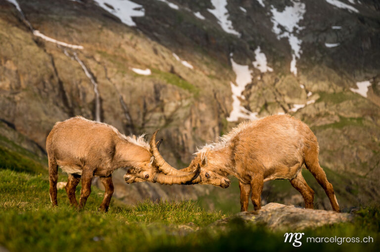 Capricorn pictures. two fighting male ibex in the bernese alps. Marcel Gross Photography