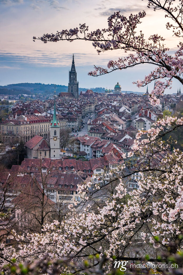 . Abendstimmung über Berner Altstadt während der Kirschblüte. Marcel Gross Photography