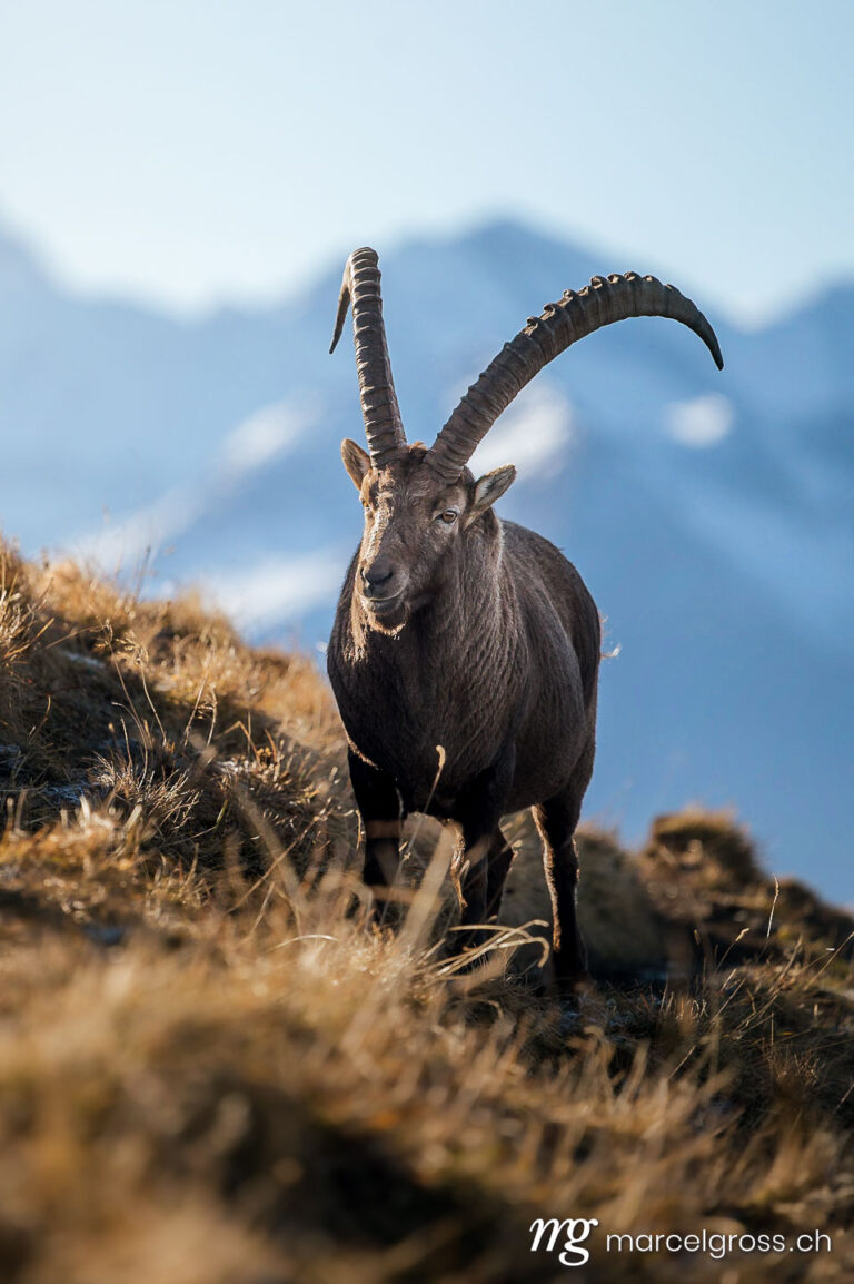 Capricorn pictures. an impressive male ibex lying on top of a ridge in the Bernese Alps. Marcel Gross Photography