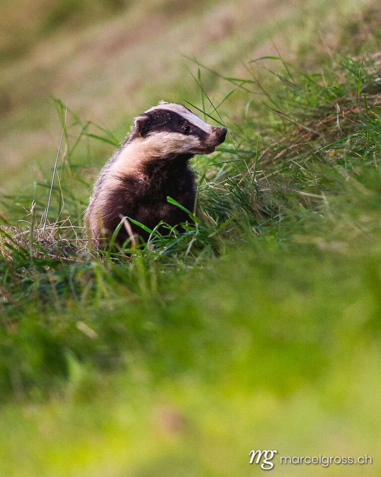 . badger in the grass of an agricultural field in Emmental. Marcel Gross Photography