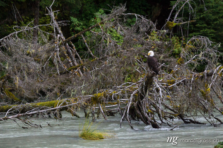 . Bald Eagle sitting on a branch near Hyder, Alaska. Marcel Gross Photography