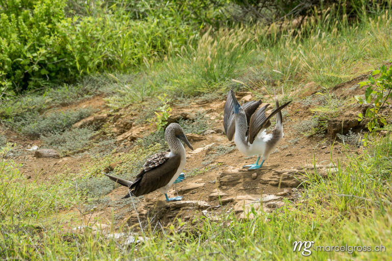 . Mating pair of blue-footed boobies at Punta Pitt on the north shore of Isla San Cristobal, Galapagos. Marcel Gross Photography