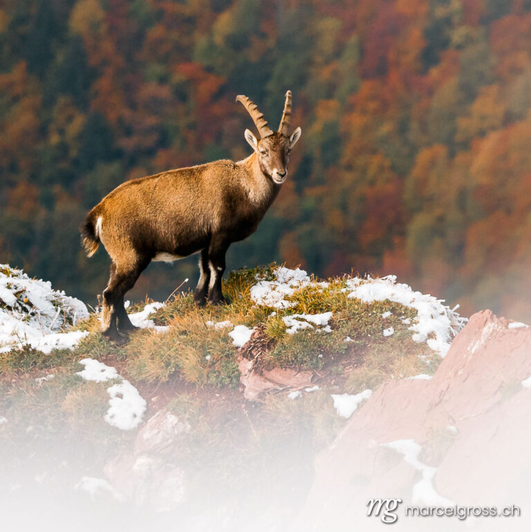 Capricorn pictures. beautiful male ibex overlooking autumn forest in Chablais Valaisan. Marcel Gross Photography