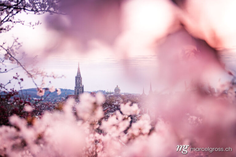 Bern Minster through cherry blossoms in the rose garden. Taken by Marcel Gross Photography