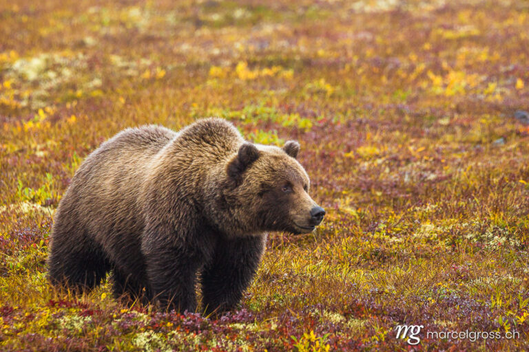 . boss of the tundra. Marcel Gross Photography
