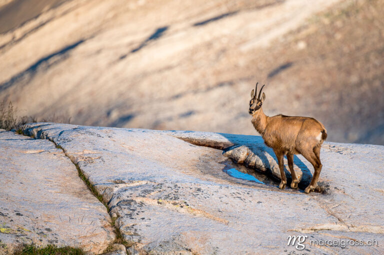 chamois (Rupicapra rupicapra) on a rock at Grimselpass. Taken by Marcel Gross Photography