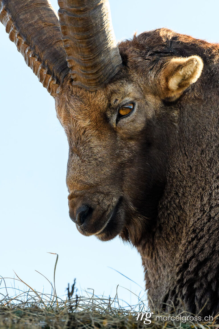 Steinbock Bilder. close-up of an impressive male ibex. Marcel Gross Photography