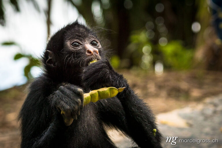 . cute spider monkey feeding on seeds in the Bolivian Amazon. Marcel Gross Photography
