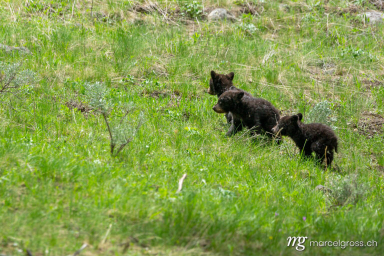 . three young black bears. Marcel Gross Photography