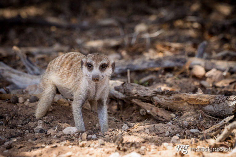 . Meerkats in the Kalahari foraging for food. Marcel Gross Photography