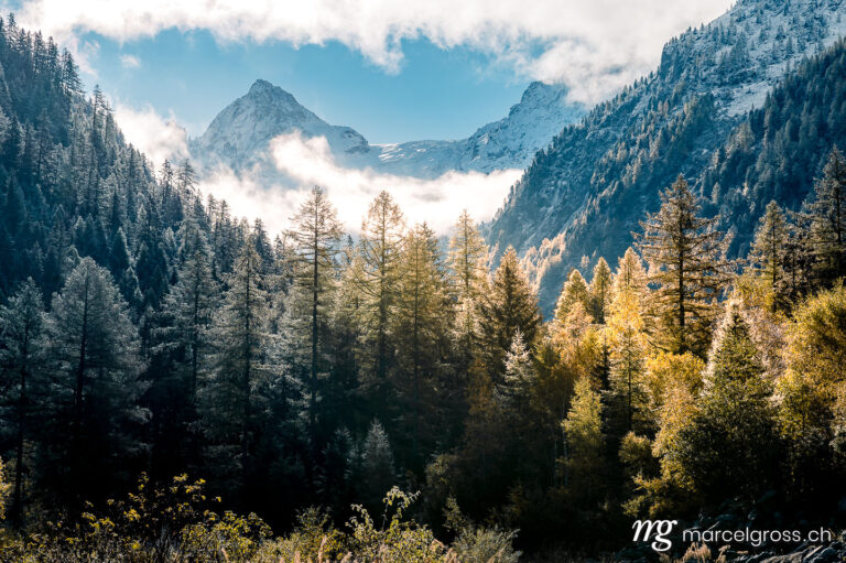 . frozen trees with yellow larches in Vallée du Trient, Valais. Marcel Gross Photography