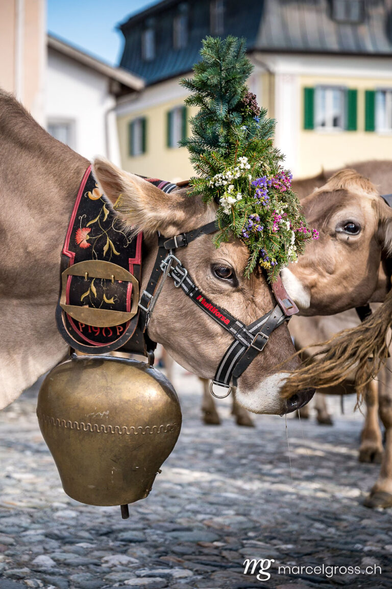 . decorated cow at Alpabzug in Sent, Engadin. Marcel Gross Photography