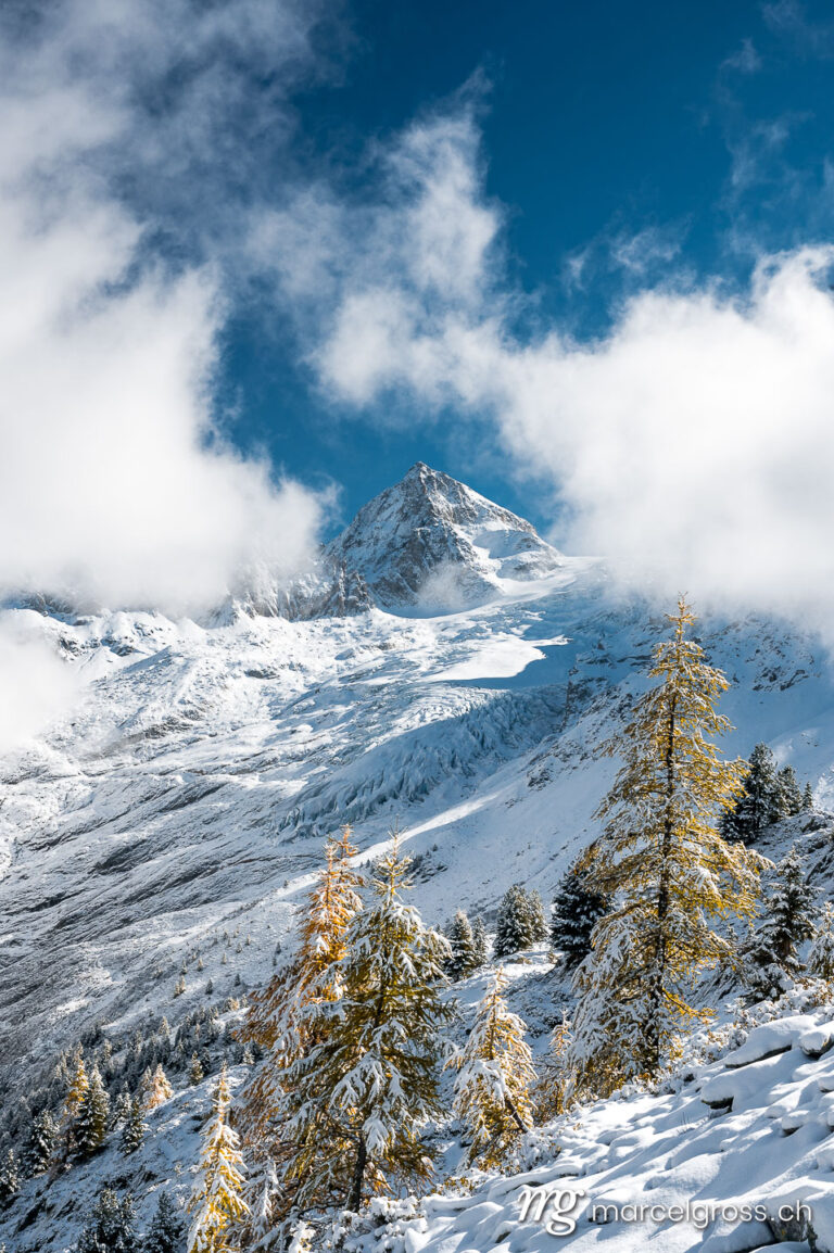 . golden larches in snow with Glacier du Trient and Pointe d'Orny peak in Vallée du Trient. Marcel Gross Photography