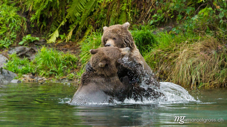 . Grizzly bear brothers playing in a lake in Lake Clark National Park, Alaska. Marcel Gross Photography