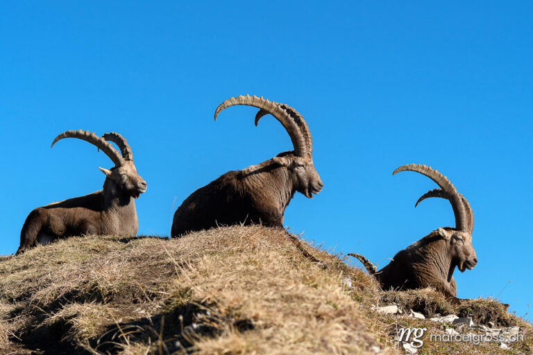 Steinbock Bilder. group of ibex lying on top of a ridge in the Bernese Alps. Marcel Gross Photography