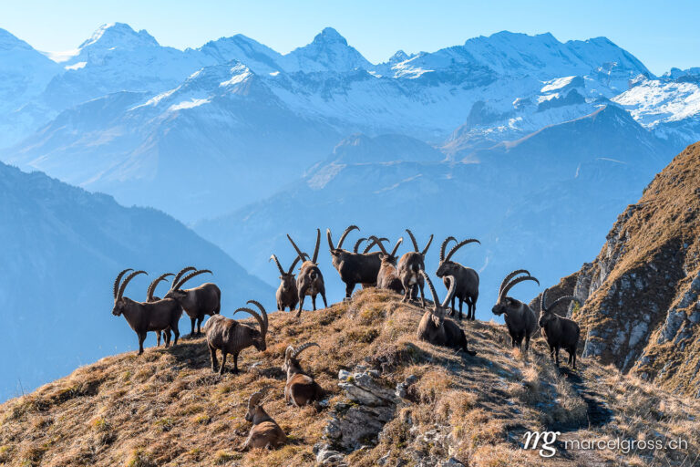 Steinbock Bilder. group of ibex standing on top of a ridge in the Bernese Alps. Marcel Gross Photography