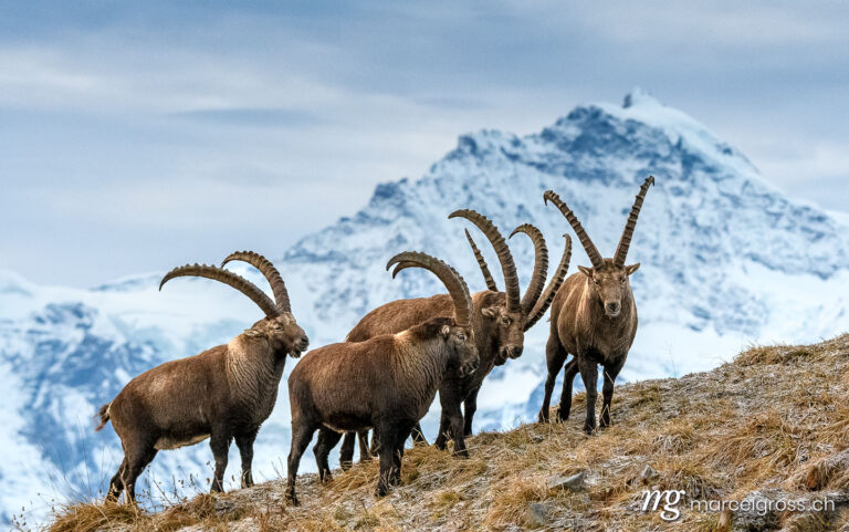 Capricorn pictures. group of male ibex (young male ibex (Capra ibex) in front of Jungfrau in the Bernese Alps. Marcel Gross Photography