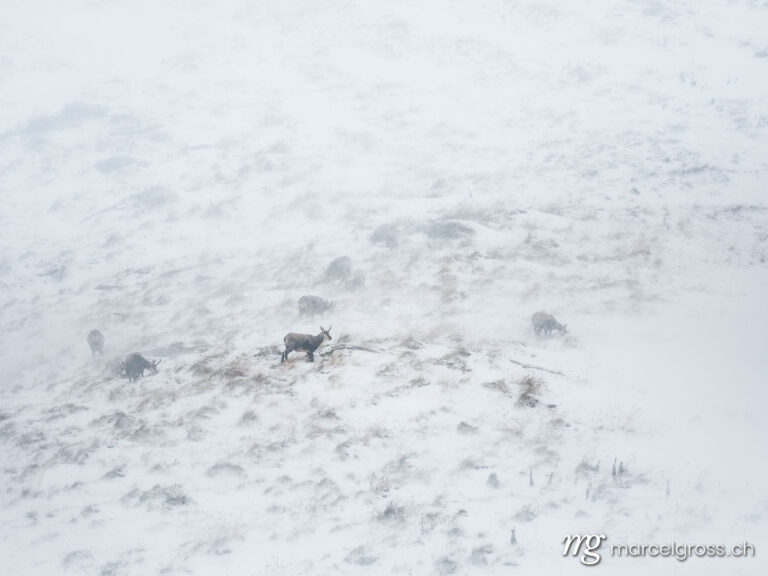 herd of chamois in snow blizzard in Grindelwald. Taken by Marcel Gross Photography