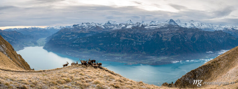 . herd of ibex on a ridge high over Lake Brienz. Marcel Gross Photography