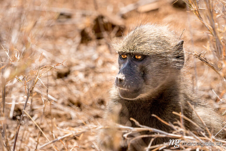 . Young baboon on safari in Kruger National Park. Marcel Gross Photography