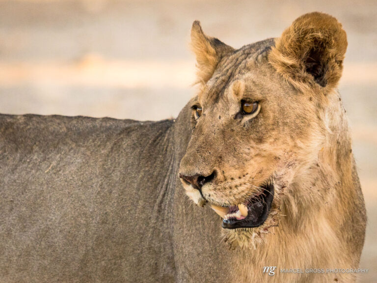 a young male lion approaching the waterhole through the dry riverbed of Auob River. Taken by Marcel Gross Photography