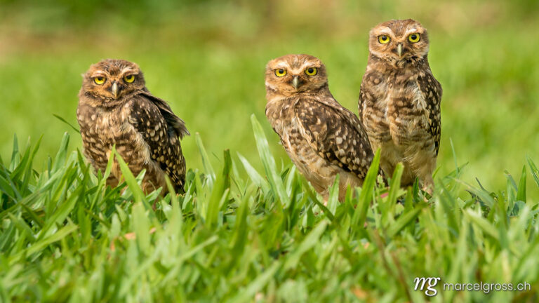 . Burrowing Owl family near Iguazu, Brazil. Marcel Gross Photography