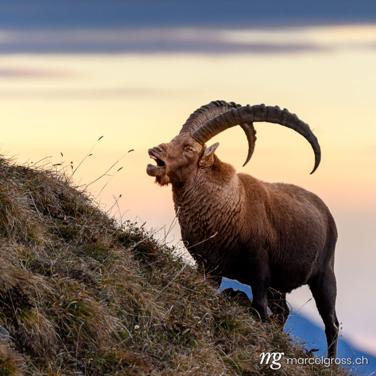Steinbock Bilder. laughing impressive male ibex on a ridge in the Bernese Alps at sunrise. Marcel Gross Photography