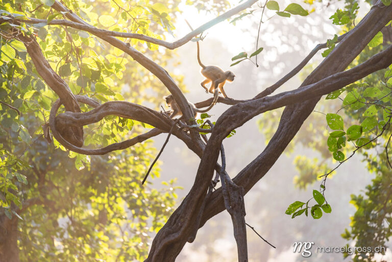 . playful hanuman langurs in the woods of Central India. Marcel Gross Photography
