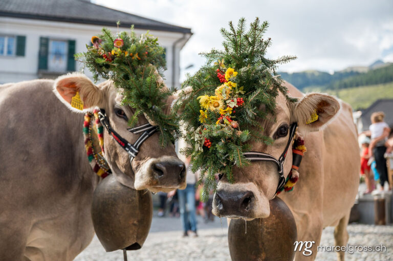 . Portrait of two decorated brown cows at Alpabzug in Sent, Engadin. Marcel Gross Photography