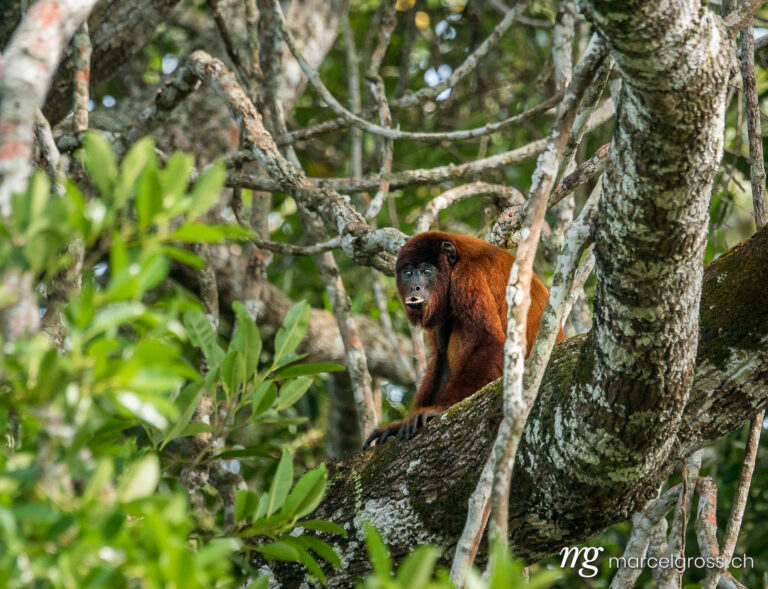 . red howler monkey in the Bolivian Pampas de Yacuma. Marcel Gross Photography