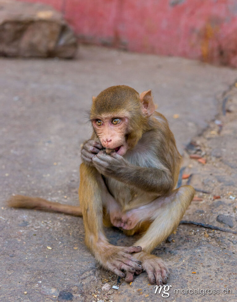. Rhesus macaque at Galta Ji Hanuman Temple in Jaipur, Rajasthan. Marcel Gross Photography