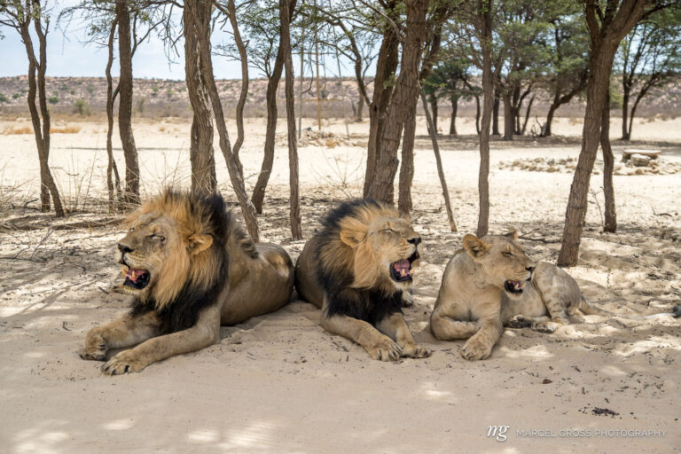 three lions in the shadow of trees in Kgalagadi Transfrontier Park. Taken by Marcel Gross Photography